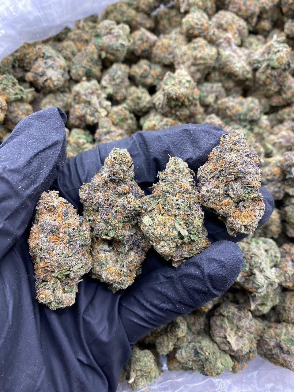 GELATO 41