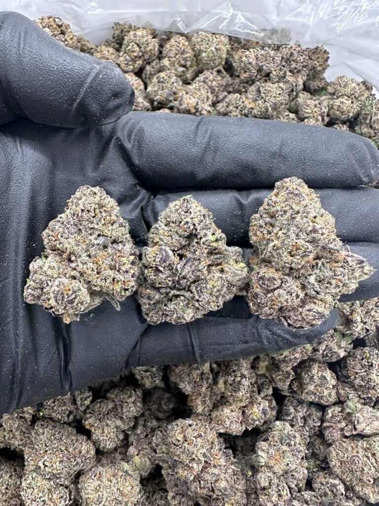 Placeholder NUGGY GELATO – MC915NG